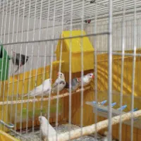 پرنده|پرنده|میبد, |دیوار