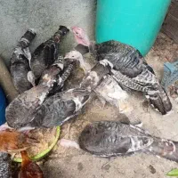 بوقلمون