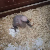 جوجه کاسکو 20روزه دم قرمز 45میلیون
