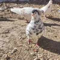 جوانه ساده کاکلی افشون|پرنده|تربتحیدریه, آغوی|دیوار