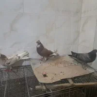 ۵ عدد کبوتر