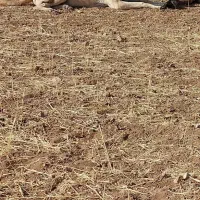 سگ سرابی گله‌ای|سگ|سردرود, |دیوار