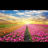 باغبانی و کلیه امور مربوط به گل وگیاه ودرخت|خدمات باغبانی و درختکاری|شاهین‌شهر, گزبرخوار|دیوار