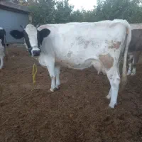 یک راس گوساله نر با یک راس گاو|حیوانات مزرعه|زنده رود, |دیوار