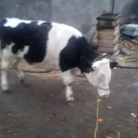 گوساله ی سیمنتال|حیوانات مزرعه|سنندج, |دیوار