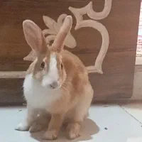 خرگوش ماده باهوش