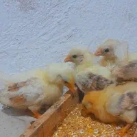 جوجه جاپنیز گلد متلد