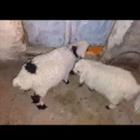 گوسفند وطنی