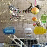 سه عدد عروس هلندی همراه باقفس به فروش میرسد