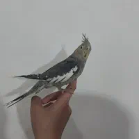 عروس هلندی سخنگو