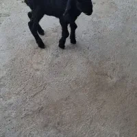 بره شیری