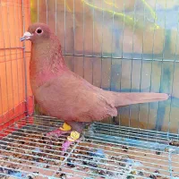 3عدد خال و سرخ و زرد کرمونی|پرنده|مشهد, هفده شهریور|دیوار