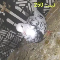 کبوتر|پرنده|خمیر, |دیوار