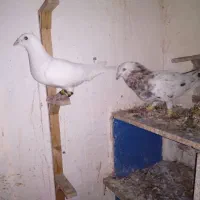 کبوتر فروشی