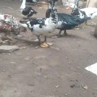 اردک اسرائیلی نر جوان امساله از نسل سنگین