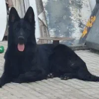 سگ ژرمن اصل