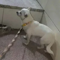 سگ‌ پاکوتاه