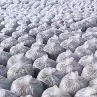 تفاله چغندر