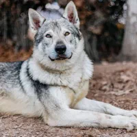 wolfdog جدید
