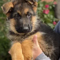 سگ ژرمن