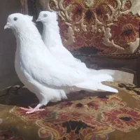 سفید اراکی اصیل|پرنده|شیراز, عادل آباد|دیوار
