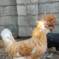 دو عدد خروس لهستانی