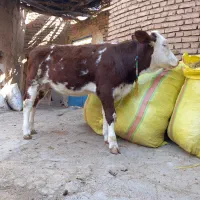 گوساله سیمیتال