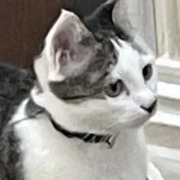 واگذاری رایگان گربه|گربه|اردبیل, |دیوار