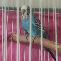 مرغ عشق نر یک ساله