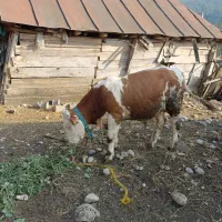 گاو(گوساله) نر سیمینتال اصل جنس|حیوانات مزرعه|پایین هولار, |دیوار