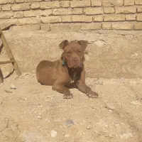 سگ پیتبول ماده|سگ|اصفهان, فرودگاه|دیوار