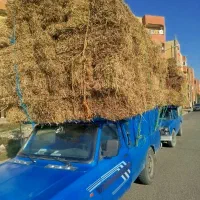 کاه گندم شالی لوبیا|عمده‌فروشی|آزادشهر, |دیوار