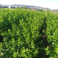 نهال|گل و گیاه طبیعی|جیرفت, |دیوار
