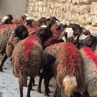 ۲۲راس میش افشار درجه یک