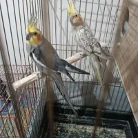 فروش عروس هلندی