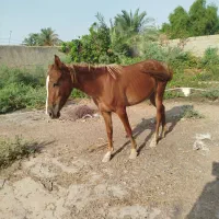 اسب|اسب و تجهیزات اسبسواری|بندر ماهشهر, |دیوار