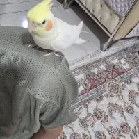 عروس هلندی یک ساله ماده همراه وسایل