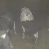 گوساله|حیوانات مزرعه|وحیدیه, |دیوار