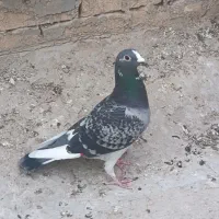 کبوتر ابلق پلاکی|پرنده|شوشتر, |دیوار