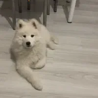 ساموئید نر و ماده