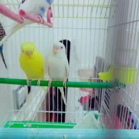 مرغ عشق آلبینو