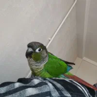 طوطی گریچیک