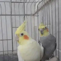 جفت عروس هلندی|پرنده|قم, نخودی|دیوار