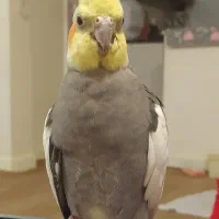 عروس هلندی نر