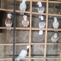 کفتر طوقی کلکسیونی