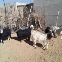بُز داشتی|حیوانات مزرعه|دهلران, |دیوار