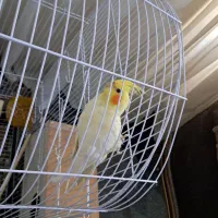 عروس هلندی ماده