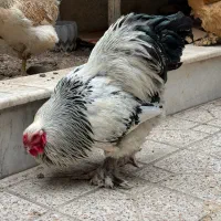 مرغ و خروس برهمان|حیوانات مزرعه|تهران, حصارک|دیوار