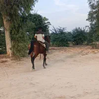 فروش اسب مادیون|اسب و تجهیزات اسب‌سواری|رامهرمز, |دیوار