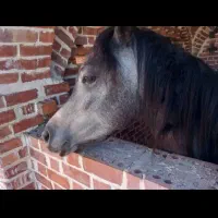 فروش اسب اصیل عرب دو سر عرب خالص|اسب و تجهیزات اسب‌سواری|بندرعباس, |دیوار